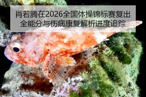 肖若腾在2026全国体操锦标赛复出全能分与伤病康复解析进度追踪